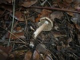 Inocybe bongardii image