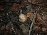 Inocybe bongardii image