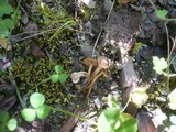 Inocybe rhacodes image