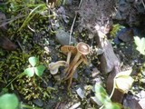 Inocybe rhacodes image