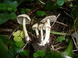 Inocybe umbratica image