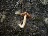 Inocybe whitei image