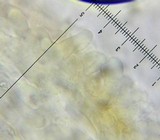 Conocybe romagnesii image
