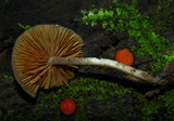 Bolbitius viscosus image