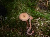 Laccaria bicolor image