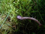 Laccaria bicolor image