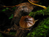Bolbitius viscosus image
