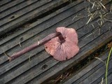 Laccaria purpureobadia image