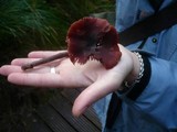 Laccaria purpureobadia image
