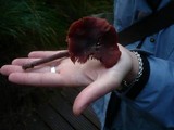 Laccaria purpureobadia image