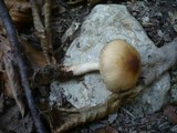 Lacrymaria pyrotricha image