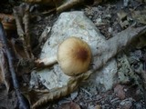 Lacrymaria pyrotricha image