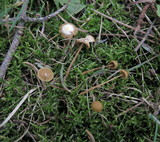 Galerina vittiformis image