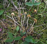 Galerina clavata image