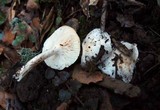 Hygrophorus eburneus image