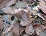 Inocybe brunnescens image