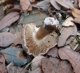 Inocybe brunnescens image