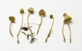 Galerina clavata image