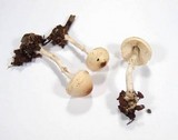 Lepiota cristata image
