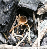 Geopyxis carbonaria image