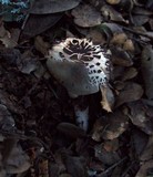 Tricholoma saponaceum image