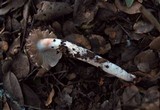 Tricholoma saponaceum image