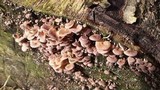 Lentinus strigosus image