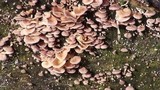 Lentinus strigosus image
