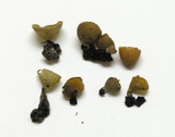 Geopyxis carbonaria image