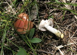Gomphidius subroseus image