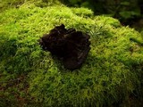 Ischnoderma benzoinum image