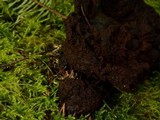 Ischnoderma benzoinum image