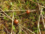 Psilocybe montana image