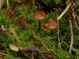 Psilocybe montana image