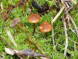 Psilocybe montana image