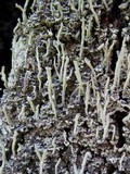 Cladonia coniocraea image