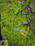 Chrysothrix candelaris image