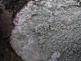 Pertusaria albescens var. albescens image