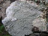 Pertusaria albescens var. albescens image