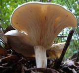 Leucopaxillus giganteus image
