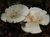 Leucopaxillus giganteus image