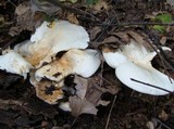 Leucopaxillus giganteus image
