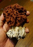 Gyromitra caroliniana image