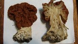 Gyromitra caroliniana image