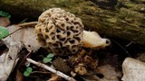 Morchella ulmaria image