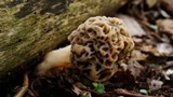 Morchella ulmaria image