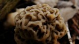 Morchella ulmaria image