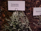 Hypogymnia enteromorpha image