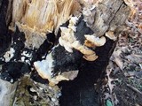 Gloeoporus dichrous image