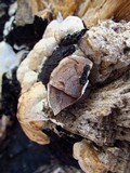 Gloeoporus dichrous image